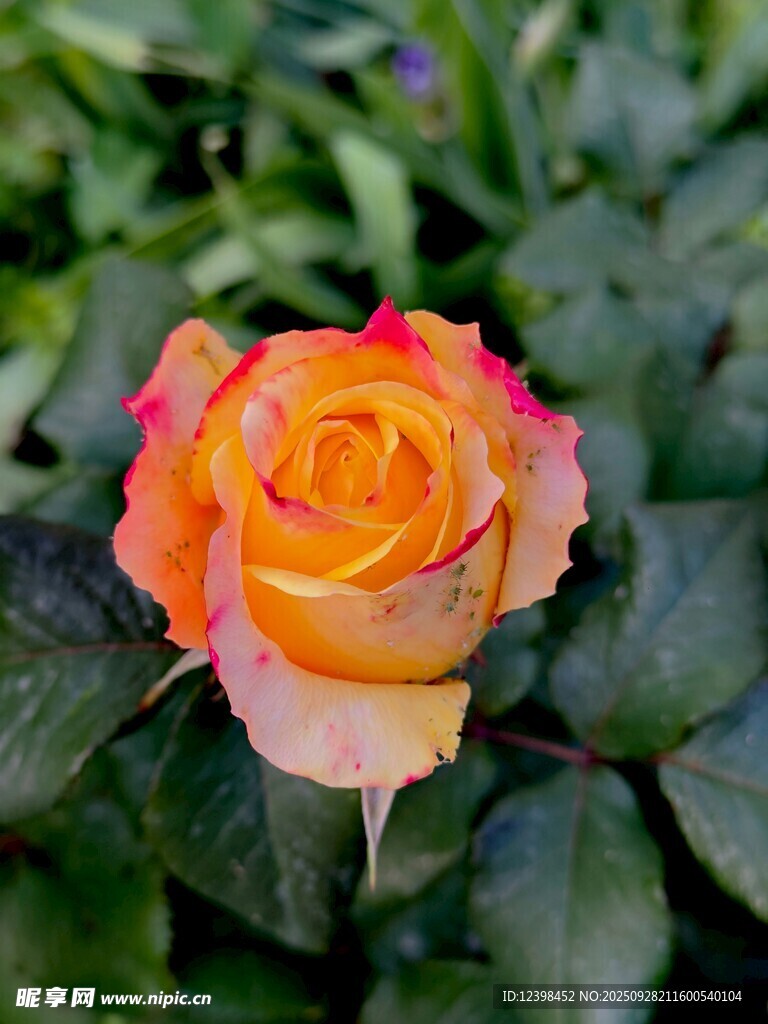 橙粉渐变月季花