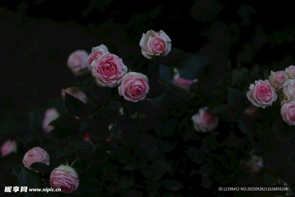 暗夜中的粉嫩月季花
