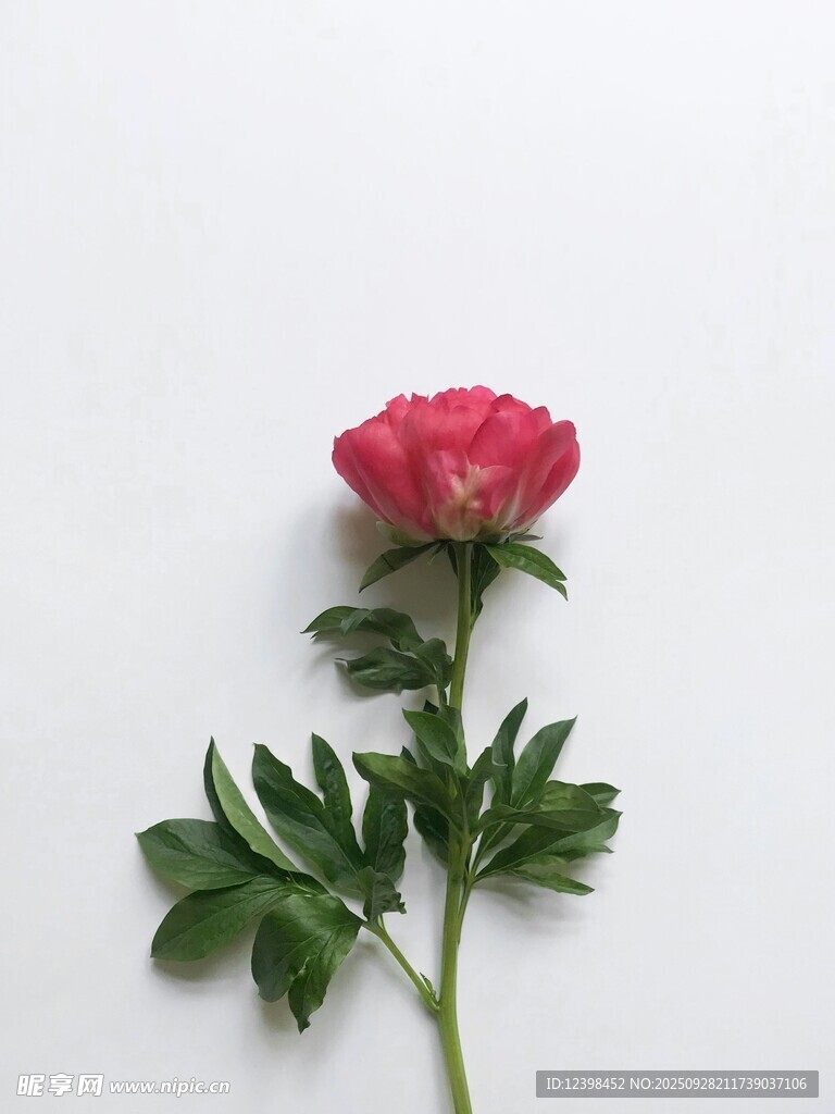 单枝娇艳红牡丹
