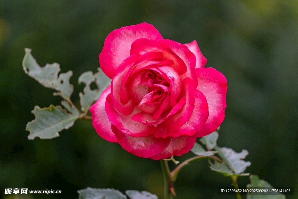 娇艳红玫瑰绽放