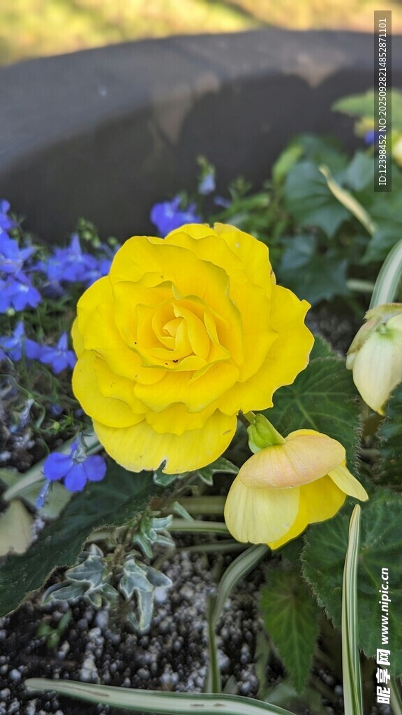 娇艳黄玫瑰与蓝花同绽