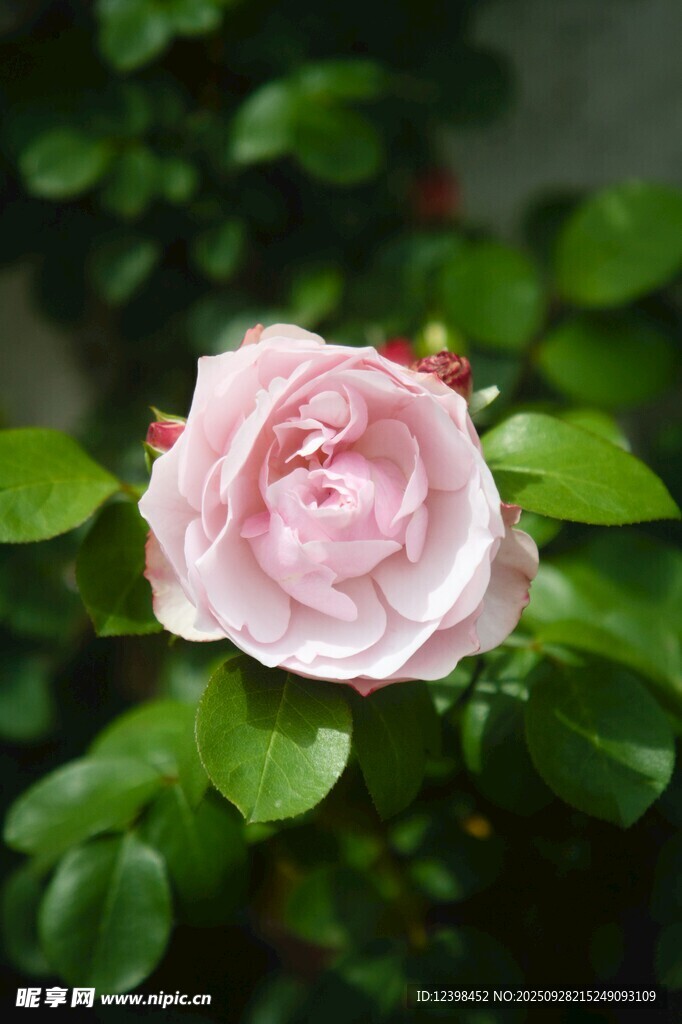 粉色娇艳月季花