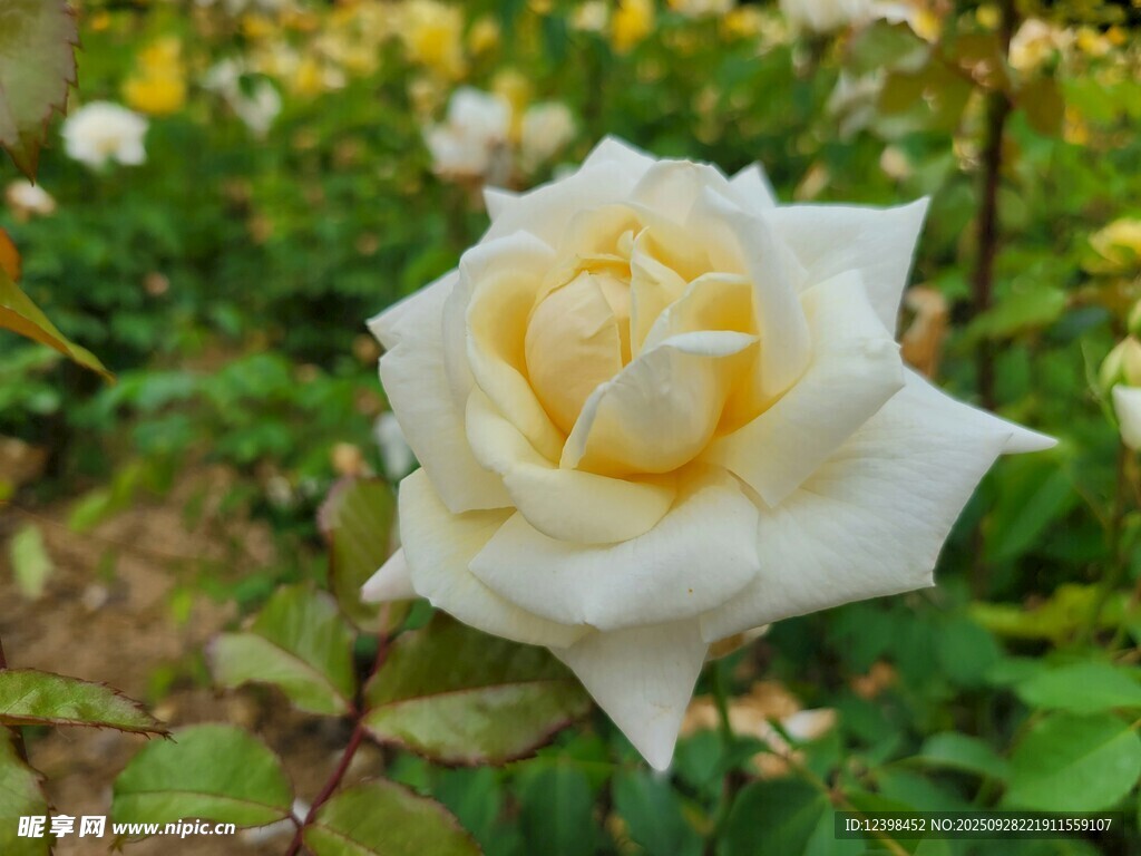 白色娇艳月季花特写