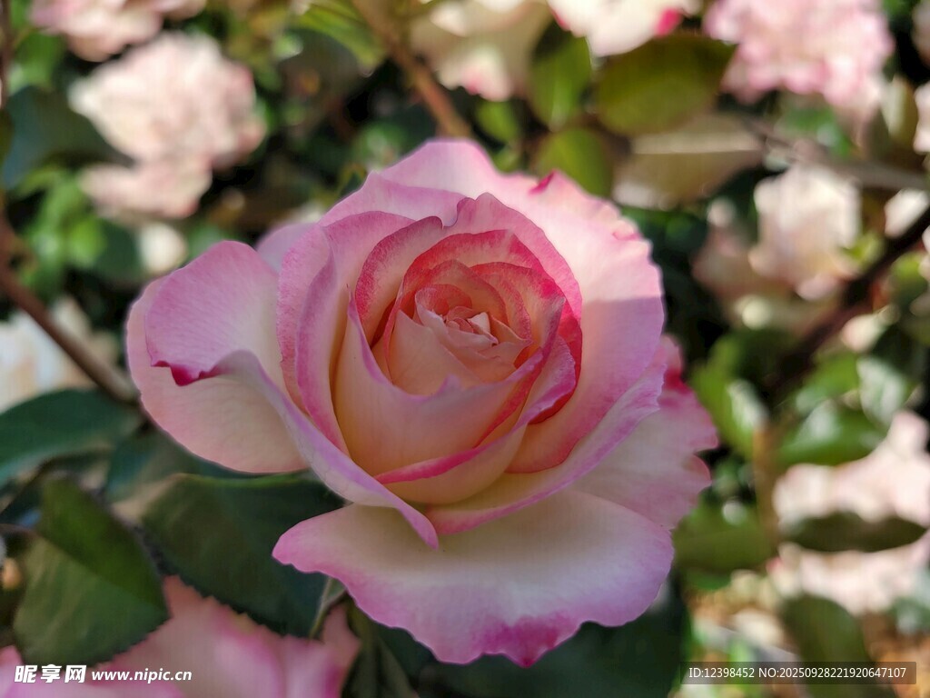 娇艳粉色月季花特写