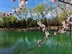 颐和园湖畔桃花绽放美景