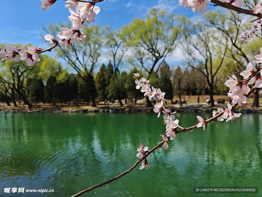 颐和园湖畔桃花绽放美景