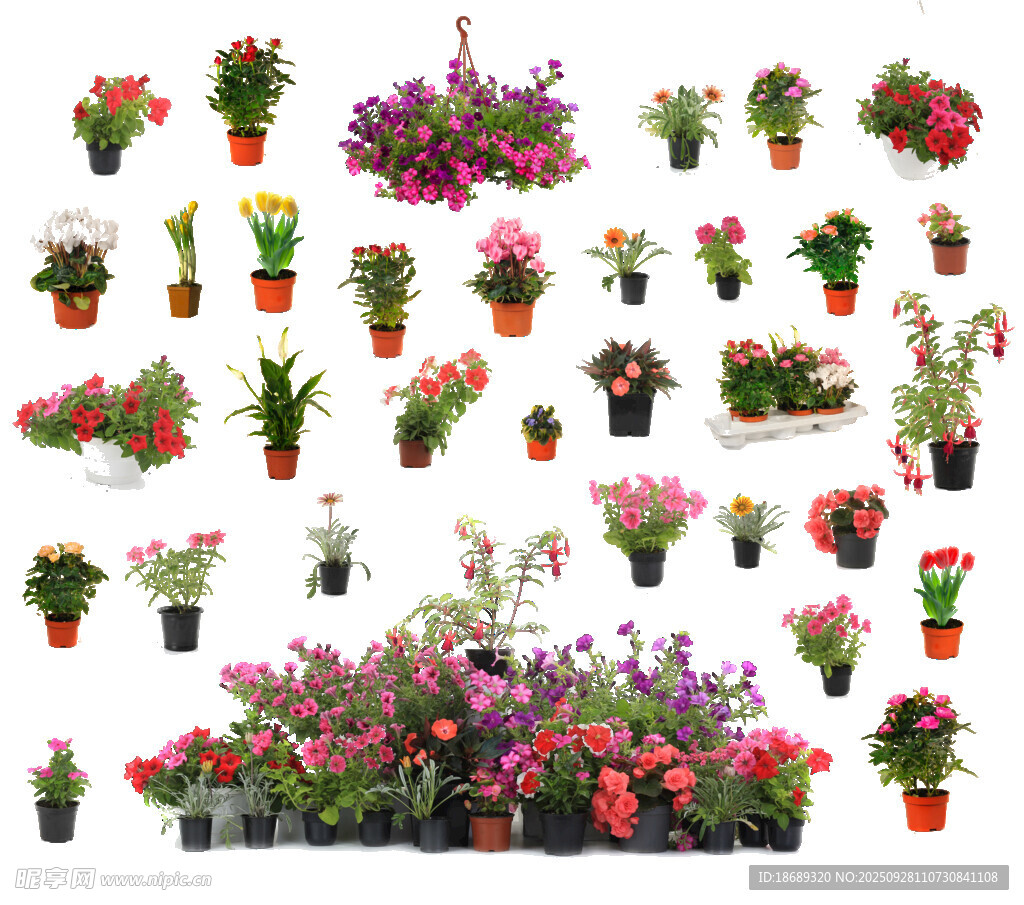 盆栽植物花卉装饰免抠PNG