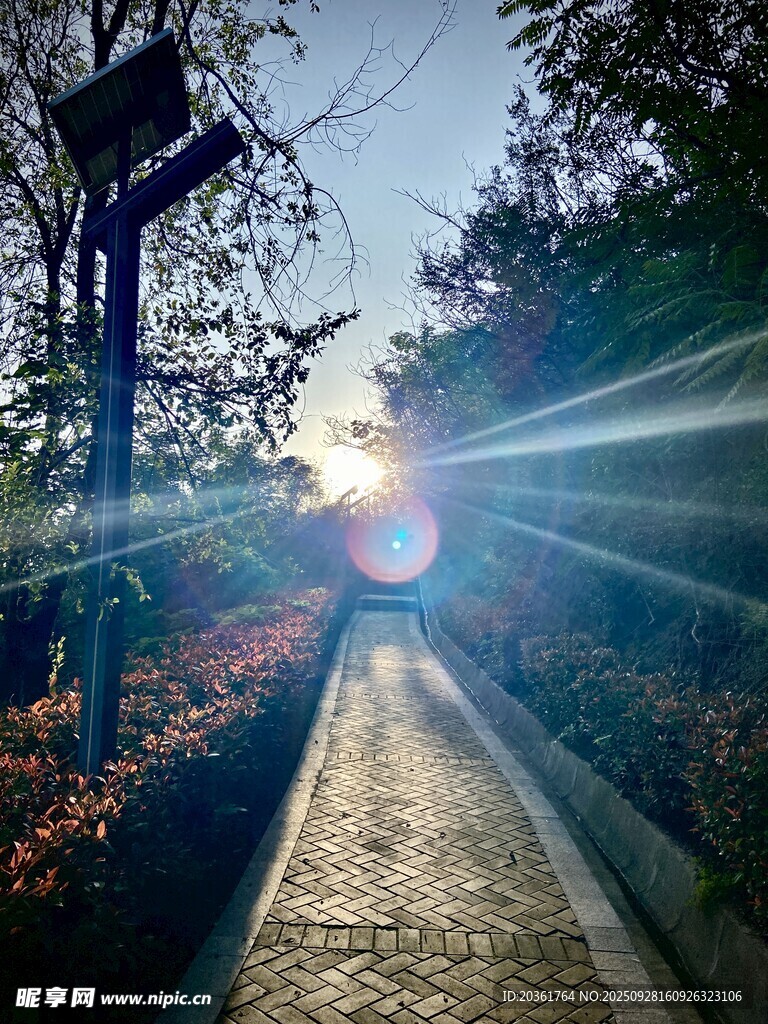 林间小道迎璀璨晨光