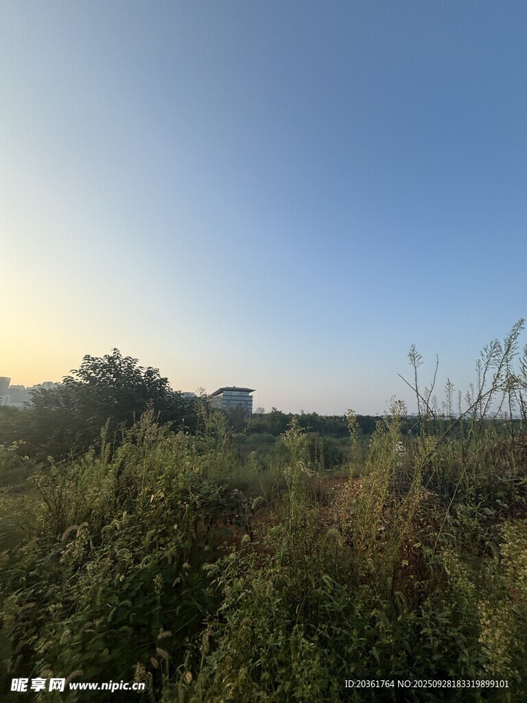 黄昏下的葱郁植被景观