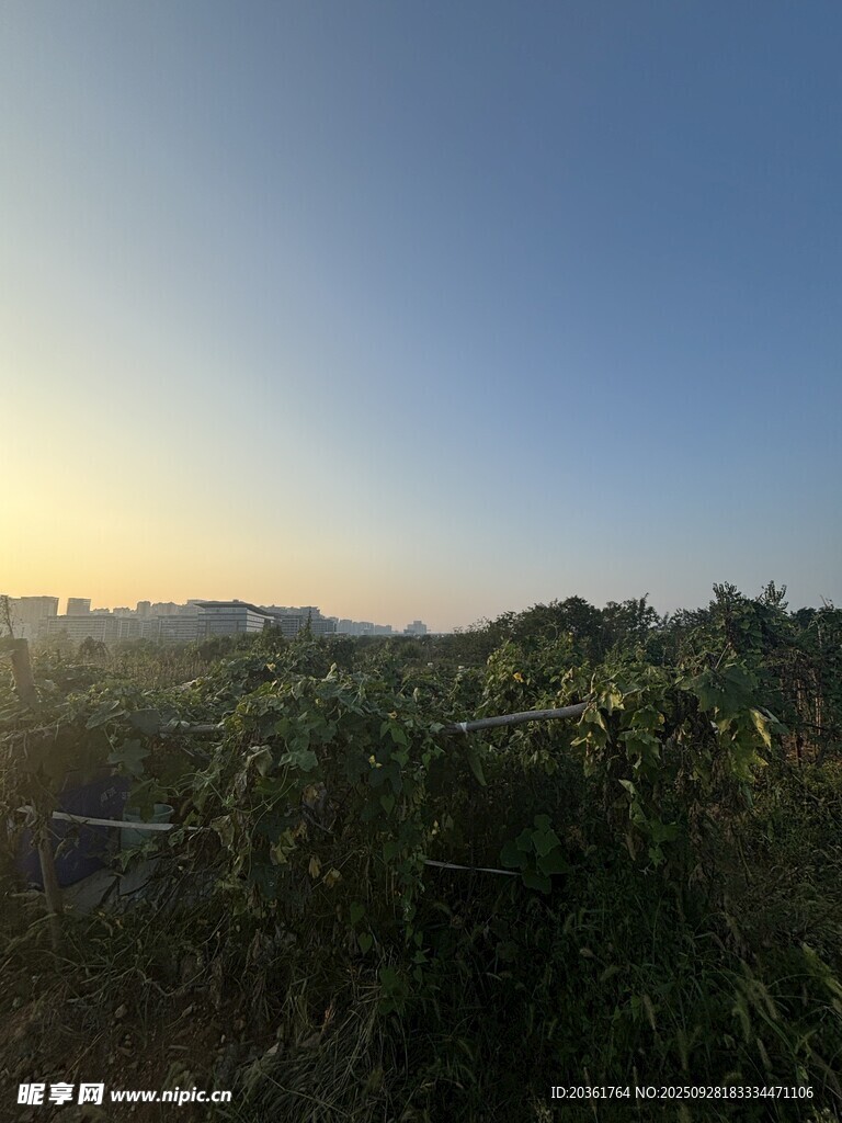 日出下的田野景观