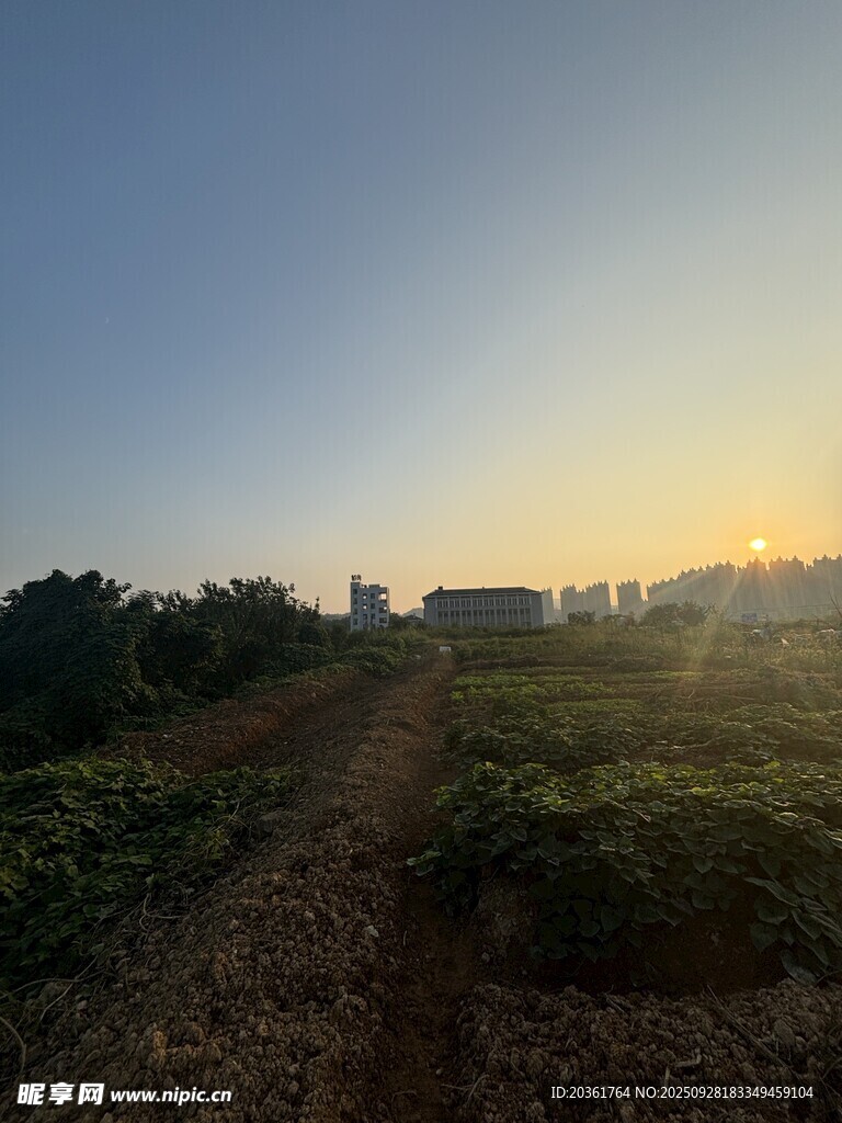 田野晨光中的乡间小路