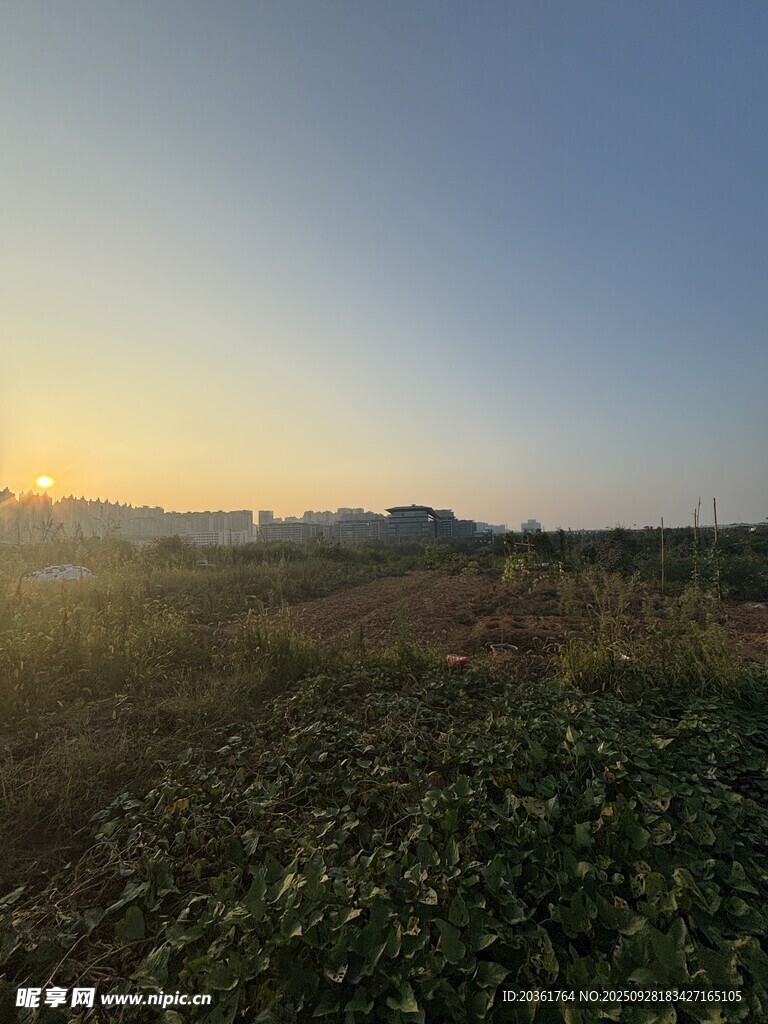 日出时分的广袤田野
