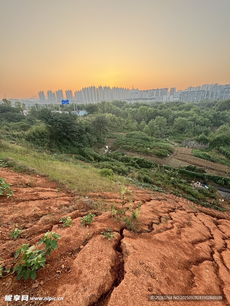 夕阳下干裂土地与绿植景观