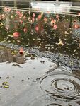 雨中落花