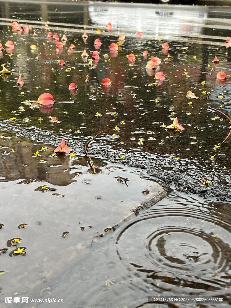 雨中落花