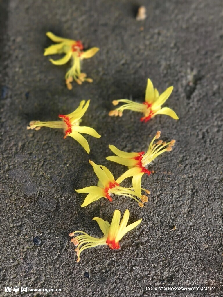 地上散落的黄色小花