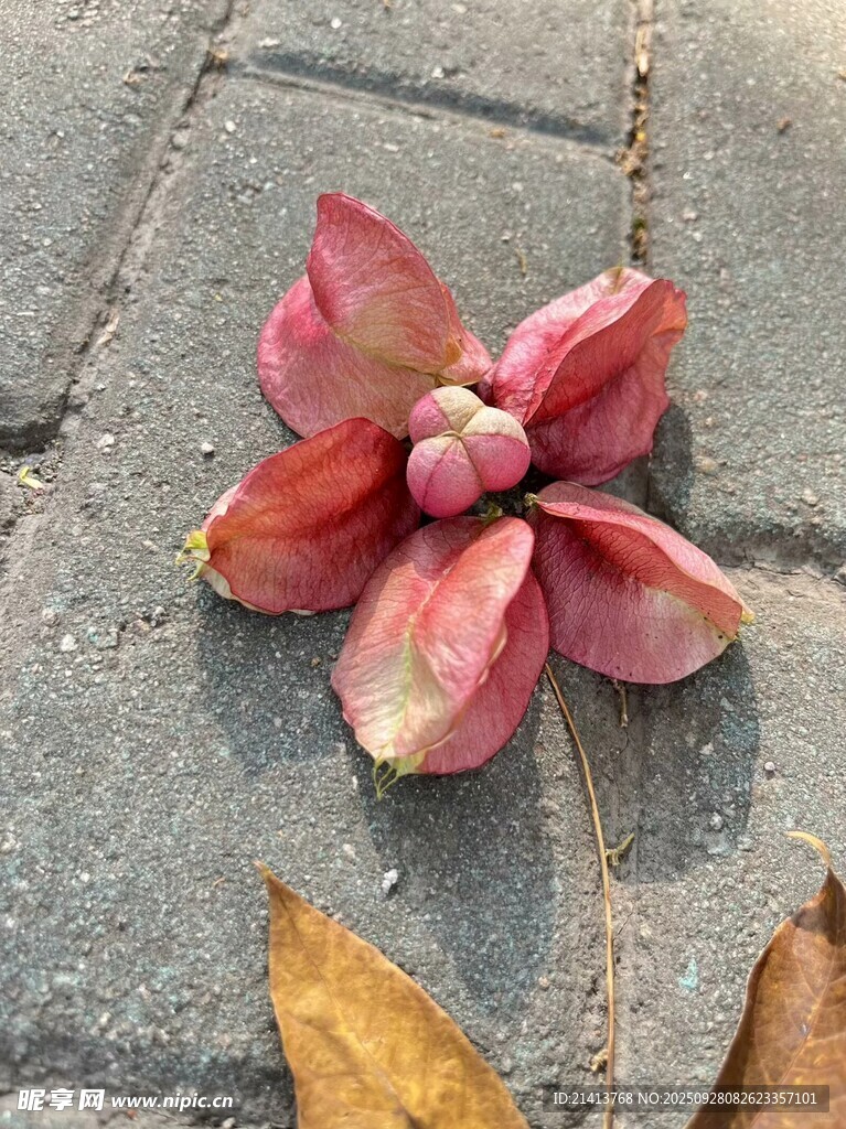 地上绽放的娇艳木莲花