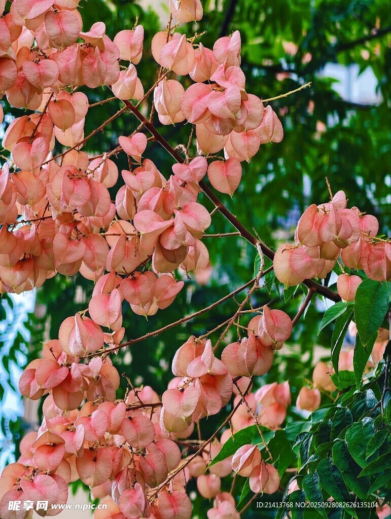 粉色繁花绽放枝头