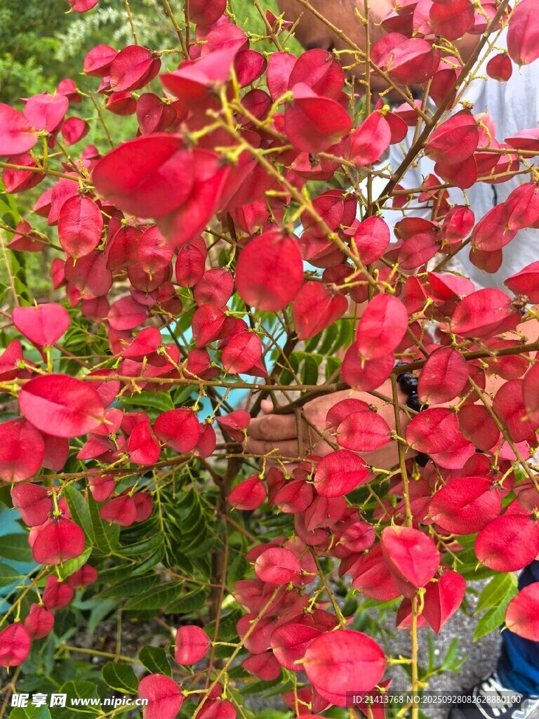 艳丽红花朵朵绽放