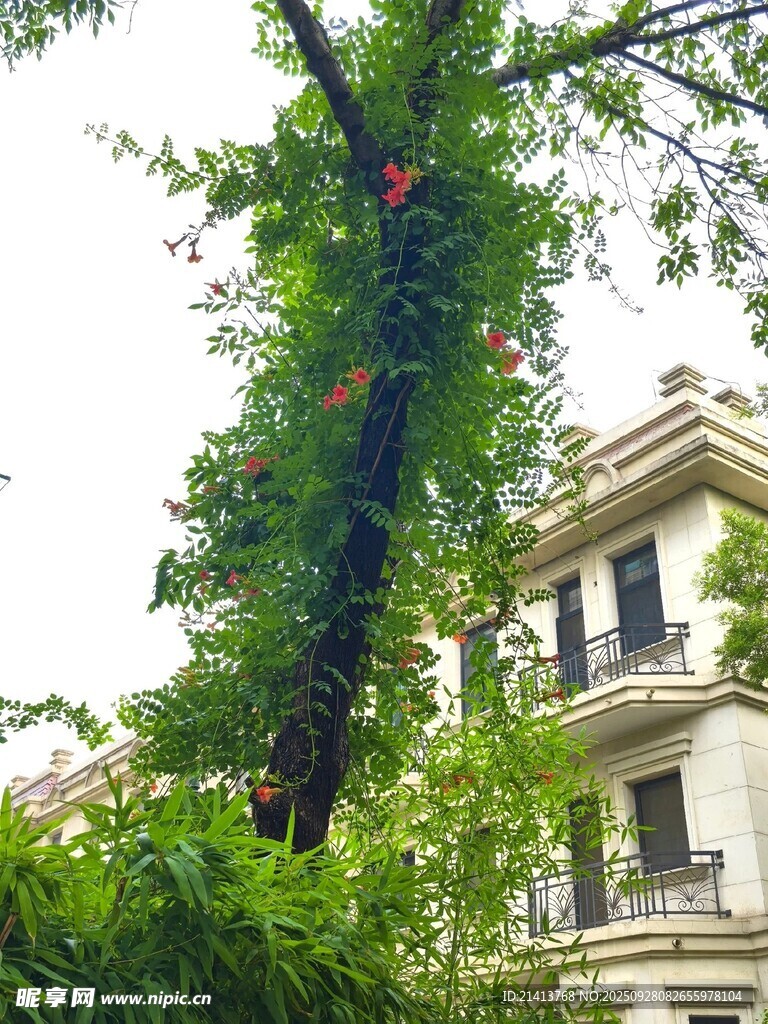爬满绿植的复古建筑