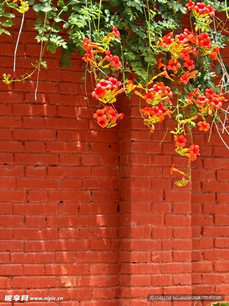 红墙攀附的艳丽凌霄花