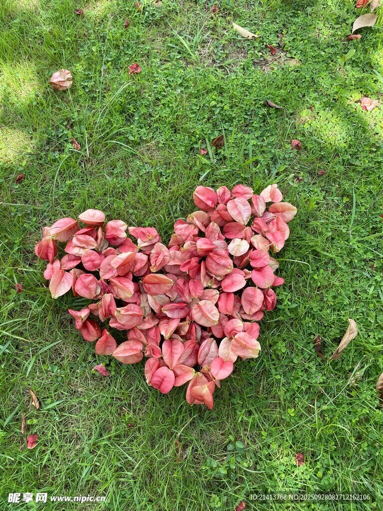 心形红叶铺于翠绿草地