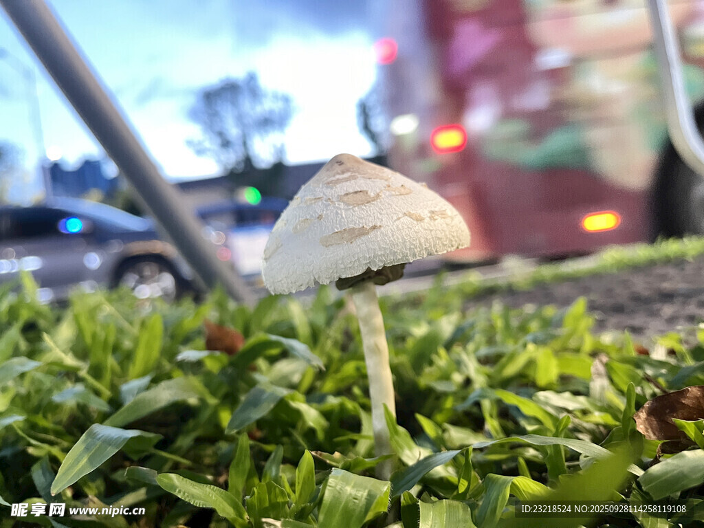 白蘑菇