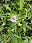 野生蘑菇