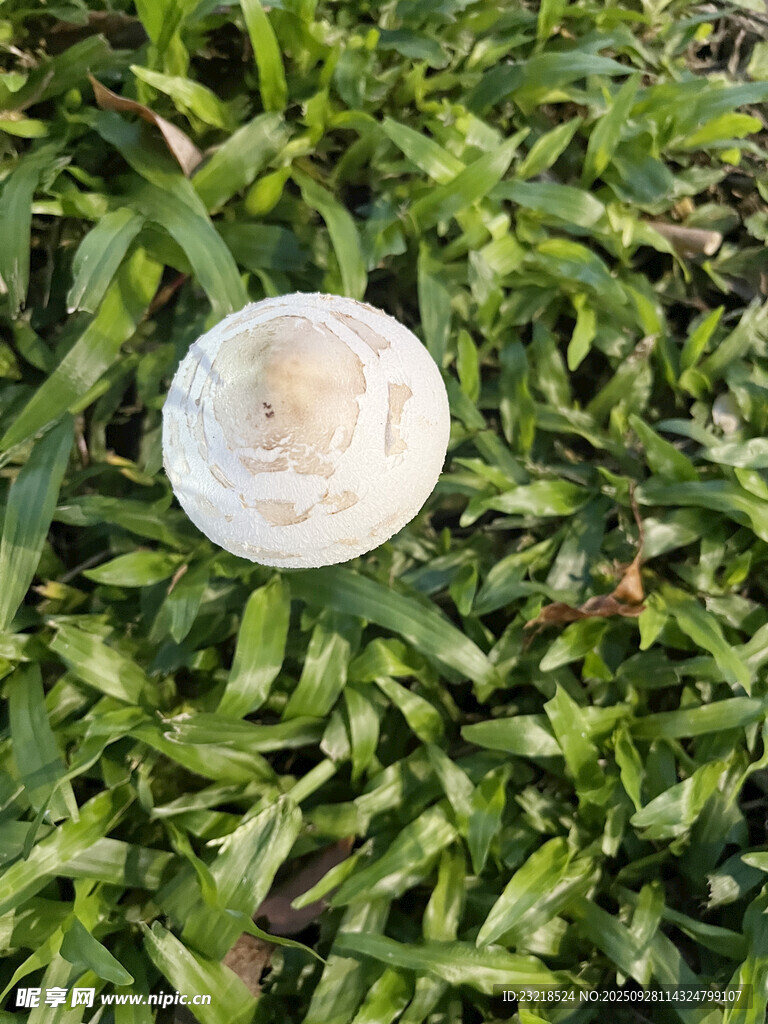 白色蘑菇
