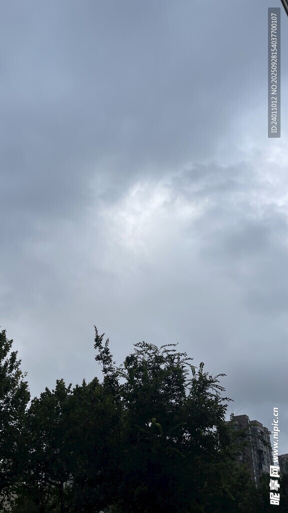 阴天时树梢上的灰蒙天空