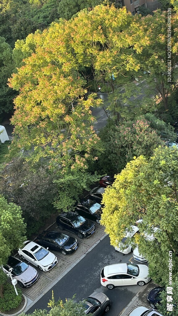 秋日街道旁的停车景象