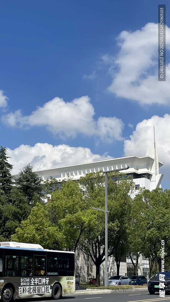 城市街道旁的公交与绿树