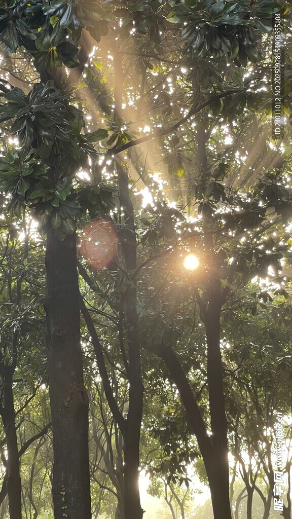 林间阳光洒落美好景象