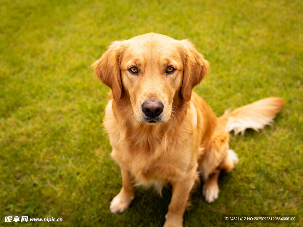 草地上的金毛犬