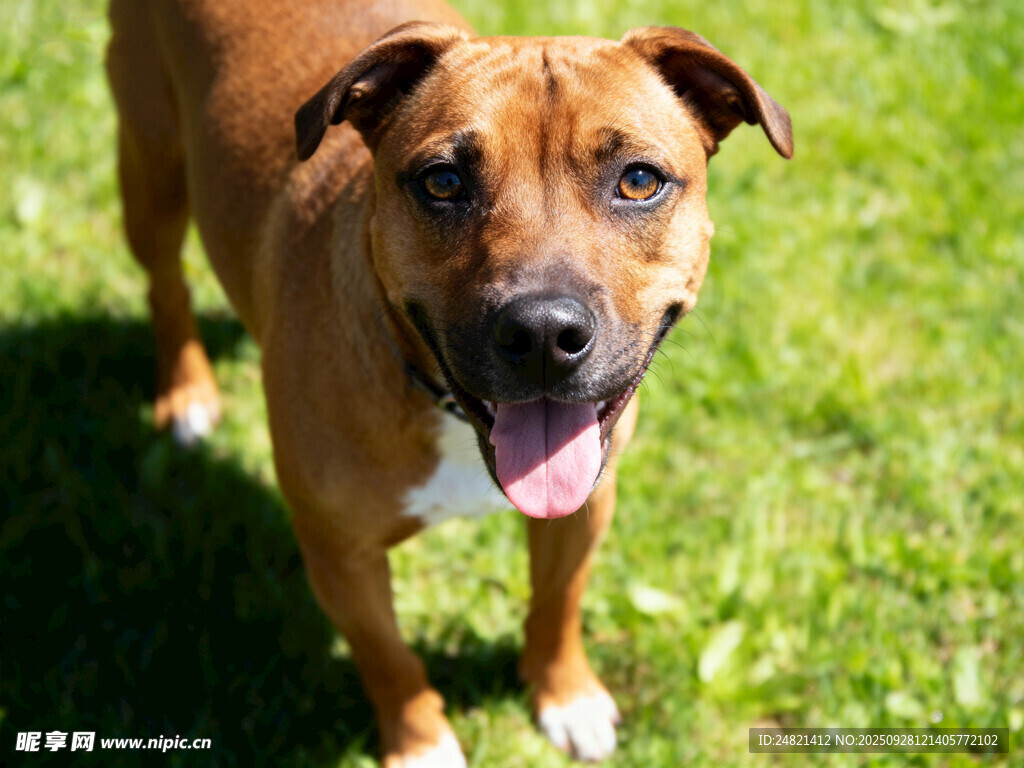 阳光下吐舌的可爱棕犬