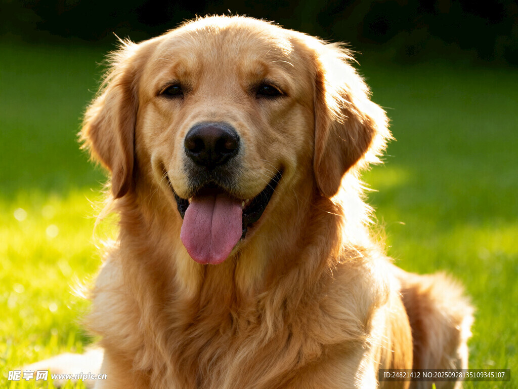 阳光下的金毛犬