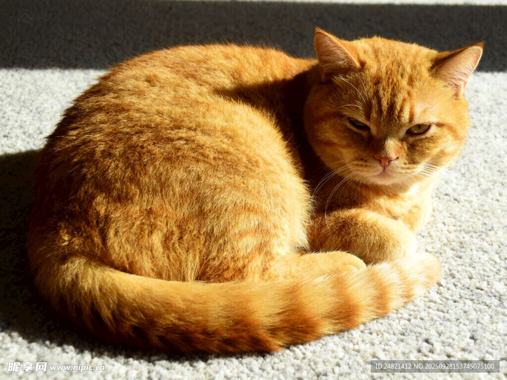 蜷卧的橘猫
