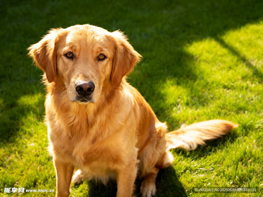 阳光下的金毛犬