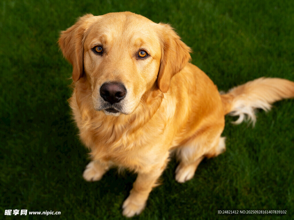 草地上的可爱金毛犬