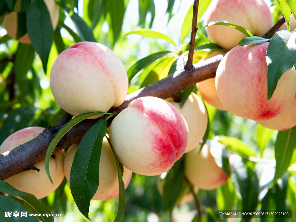 枝头粉嫩饱满的鲜桃
