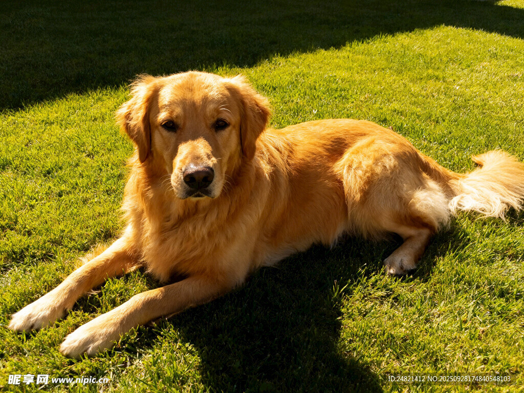 阳光下休憩的金毛犬
