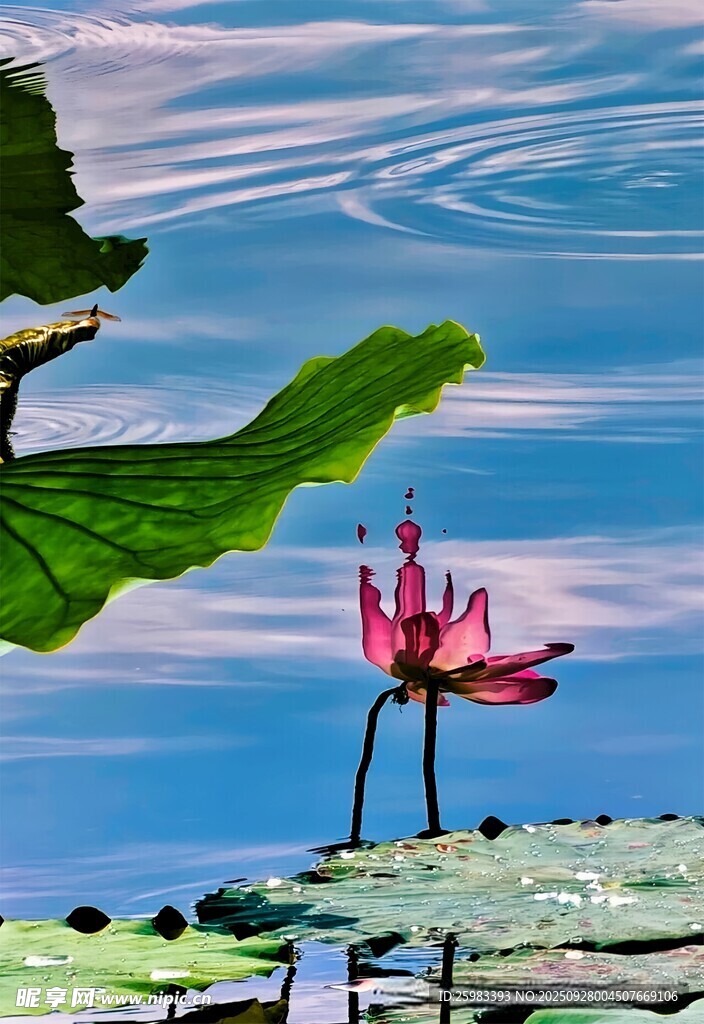 荷花