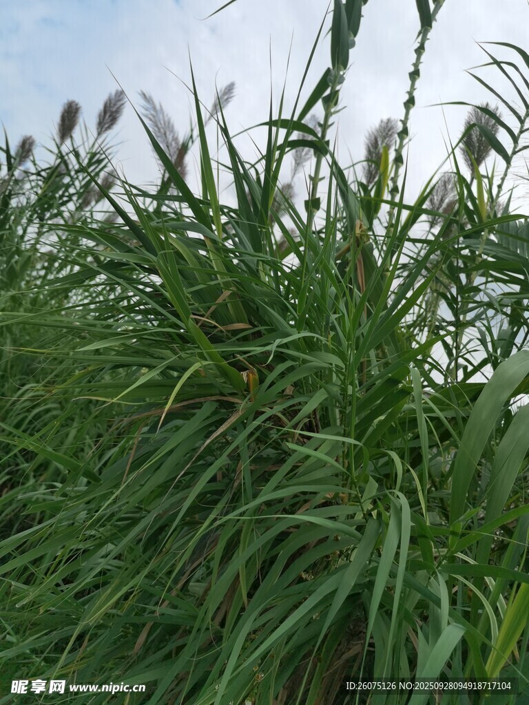 茂盛的绿色芦苇植物