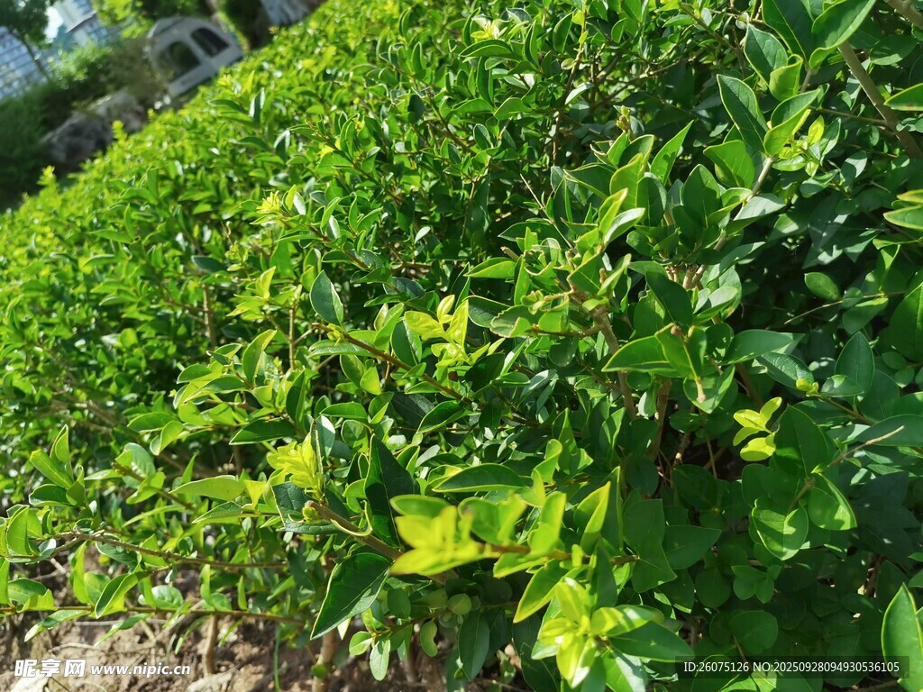 翠绿蓬勃的户外绿植景观