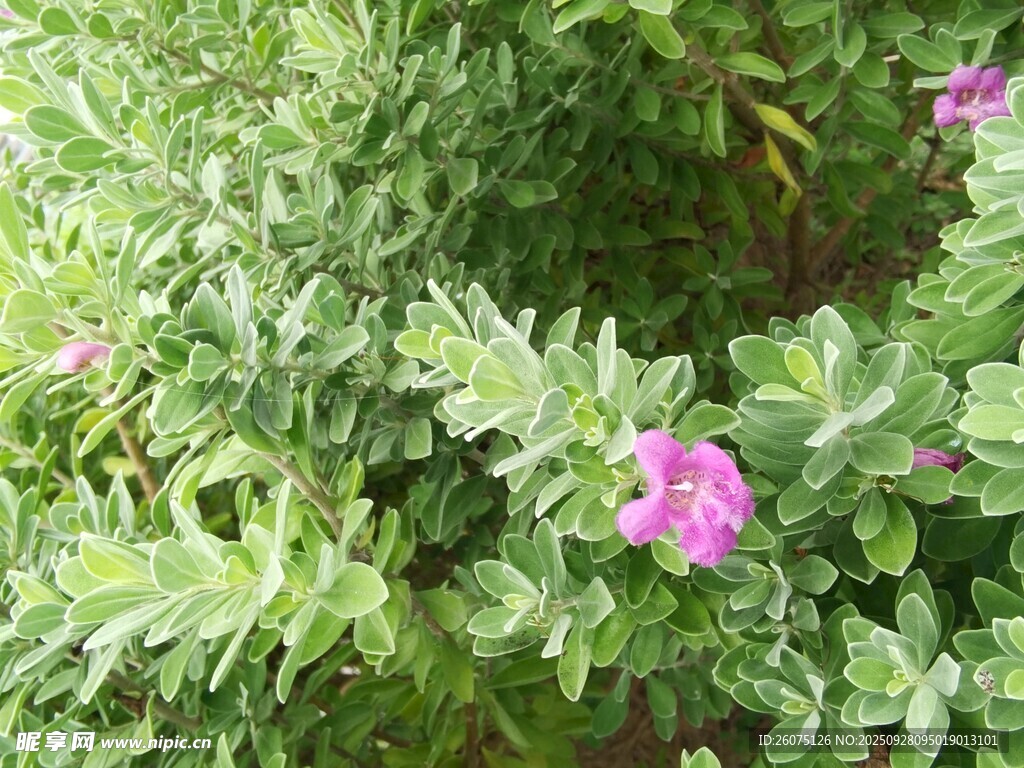 绿叶丛中的娇艳紫花