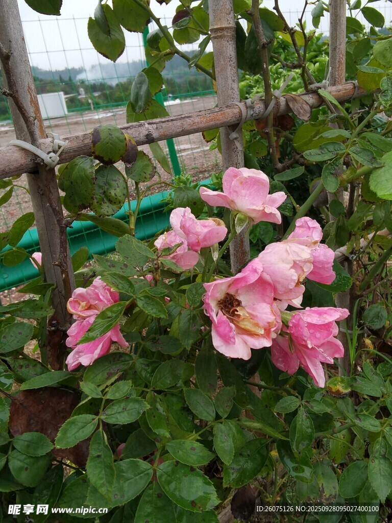 蔷薇绽放于绿叶间