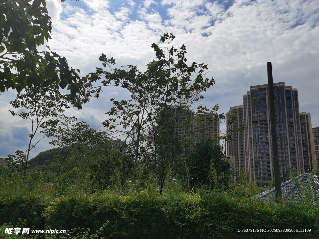 城市绿植与高楼景观
