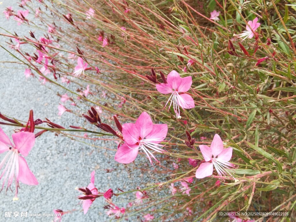 路边绽放的粉色美丽小花