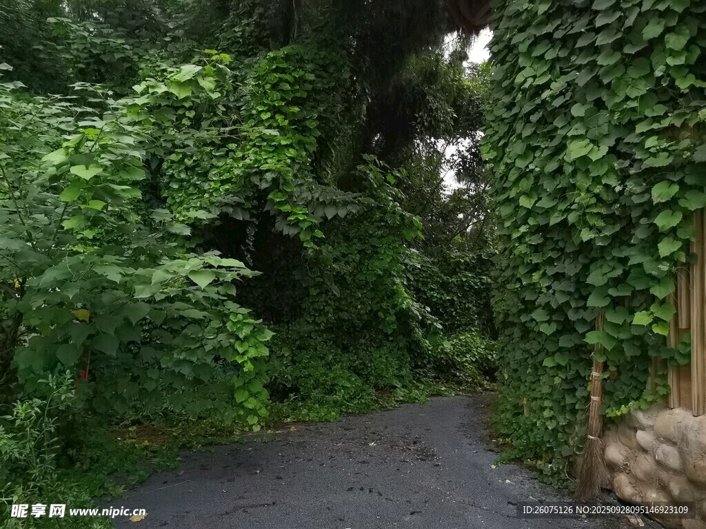 绿意盎然的幽静小路