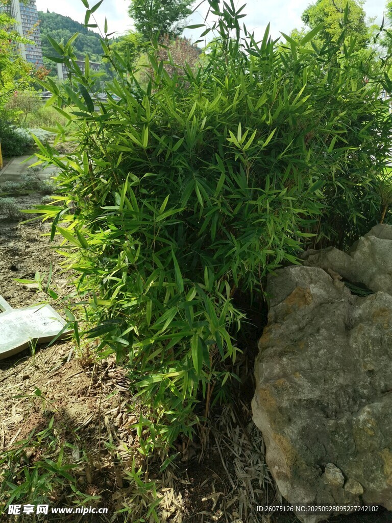 翠绿灌木旁的灰色石块